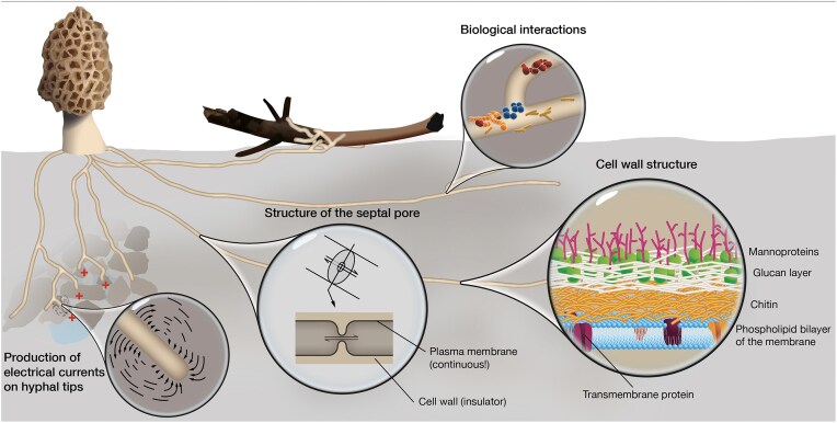 Electrical signaling in fungi: past and present challenges