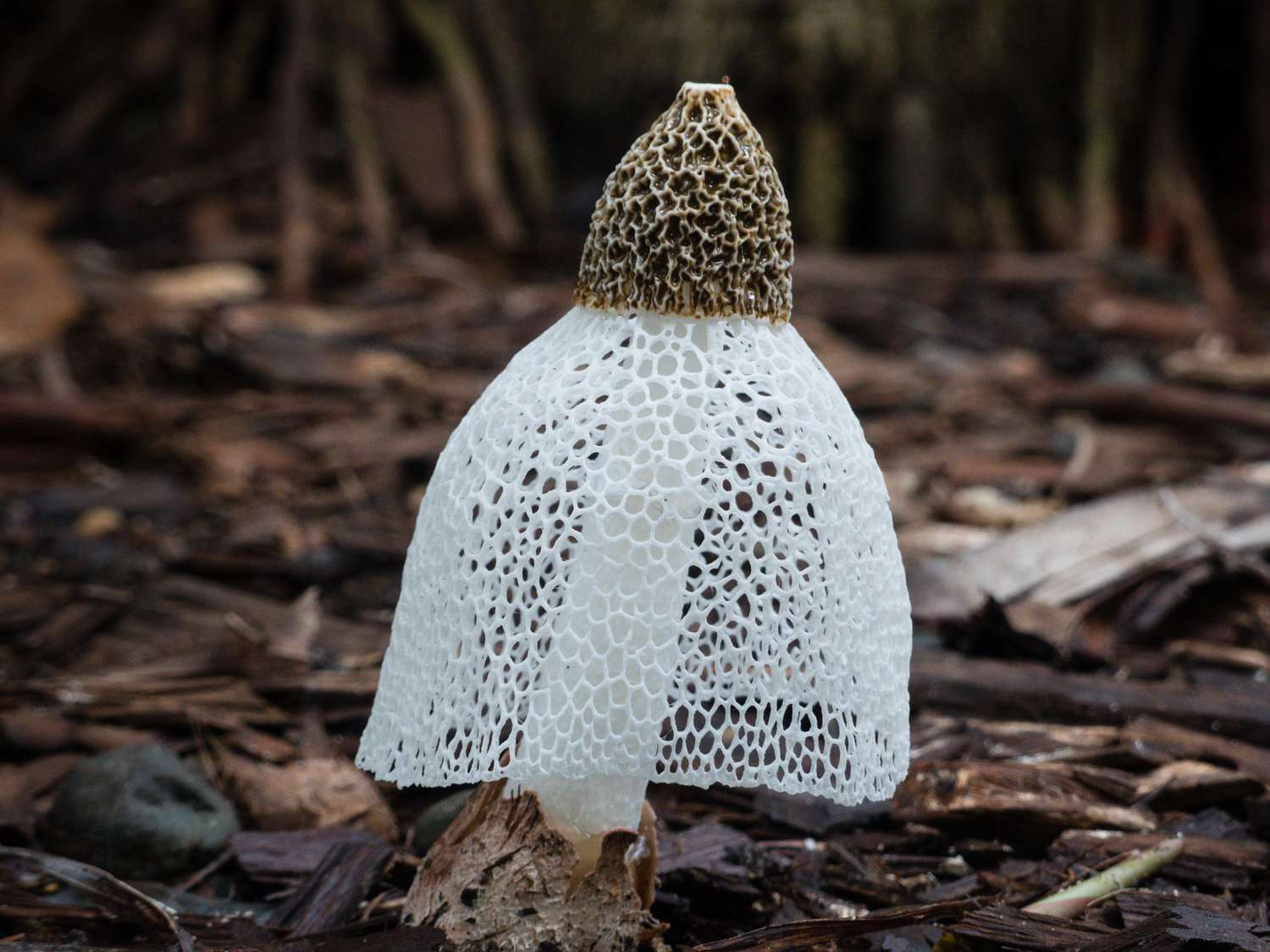 fungi