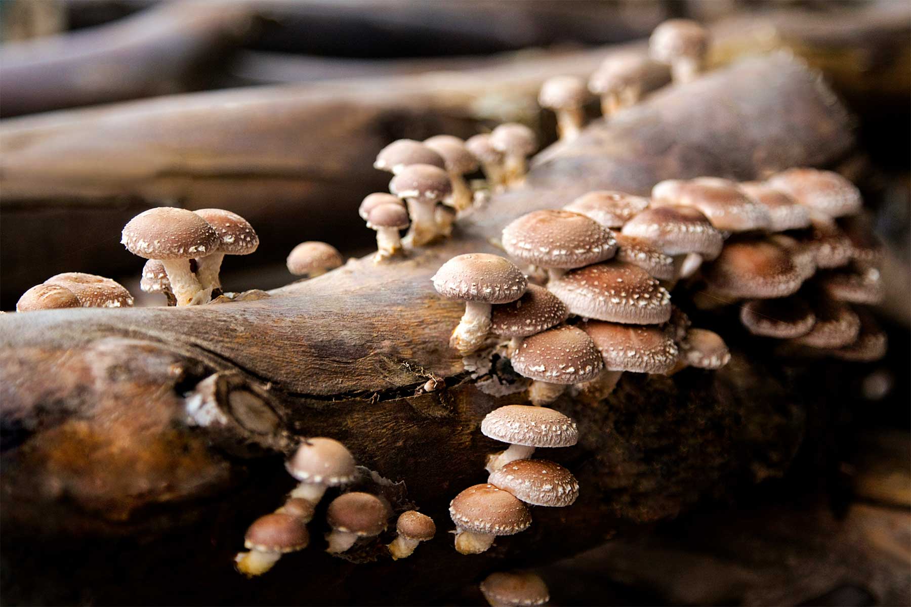 fungi