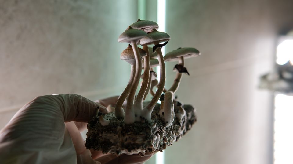 fungi