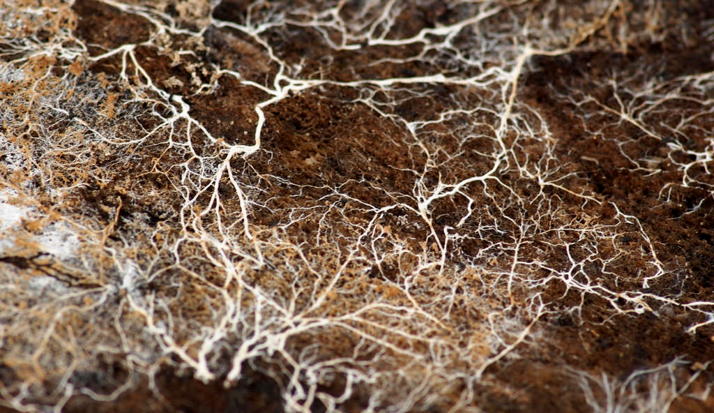 fungi